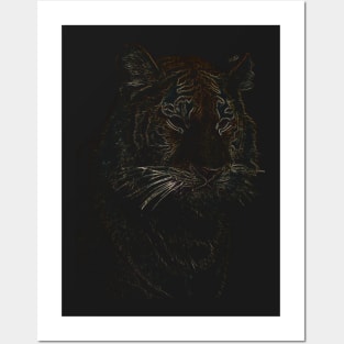 colored tiger, siberian tiger Posters and Art